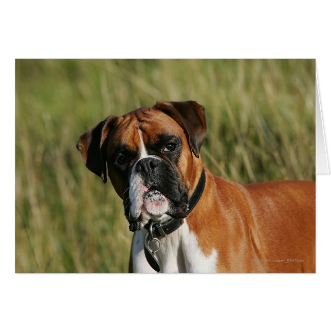 Boxer Dog Staring bij camera (Voorkant Horizontaal)