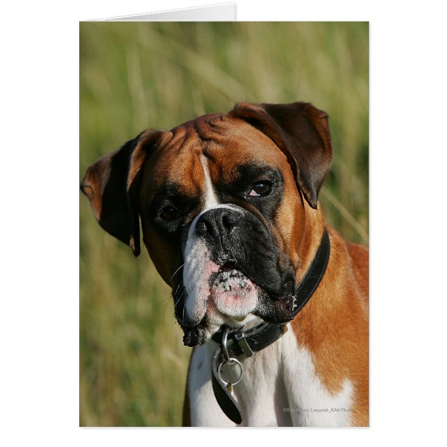 Boxer Dog Staring bij camera (Voorkant)