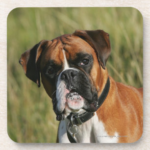 Boxer Dog Staring bij camera Bier Onderzetter
