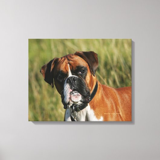 Boxer Dog Staring bij camera Canvas Afdruk (Voorkant)
