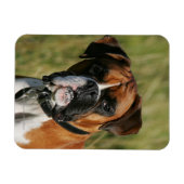 Boxer Dog Staring bij camera Magneet (Horizontaal)