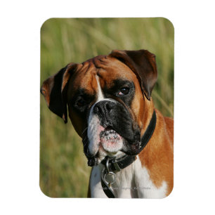 Boxer Dog Staring bij camera Magneet