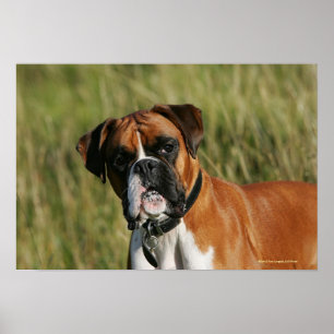 Boxer Dog Staring bij camera Poster