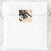 Boxer Dog Stickers (Tas)