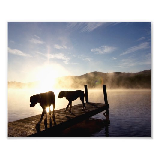 Boxer Dogs op Foggy Dock Foto Afdruk (Voorkant)