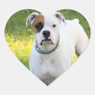 Boxer Hart Sticker