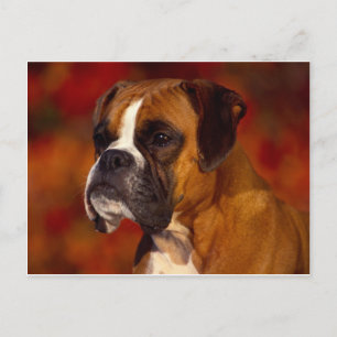 Boxer-hond Briefkaart