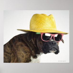 Boxer hond met pet en glazen poster