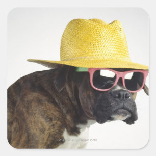 Boxer hond met pet en glazen vierkante sticker