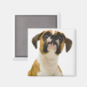 Boxer-hond op magneet (Voorkant / Achterkant)