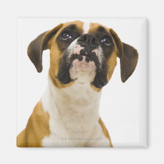 Boxer-hond op magneet (Voorkant)