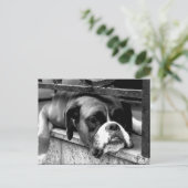 Boxer hond op vensterbank pca briefkaart (Staand voorkant)