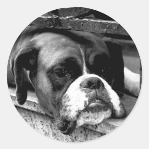 Boxer hond op vensterbank stcnm ronde sticker