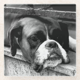 Boxer Hond op Windowsill Coastera Glazen Onderzetter