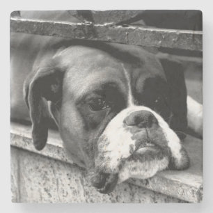 Boxer Hond op Windowsill Coastera Stenen Onderzetter