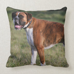 Boxer Hond Staand Kussen