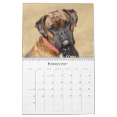 Boxer Kalender (Feb 2027)