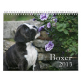 Boxer Kalender (Hoes)