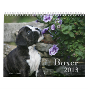 Boxer Kalender