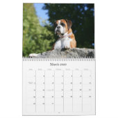 Boxer Kalender (Mar 2026)