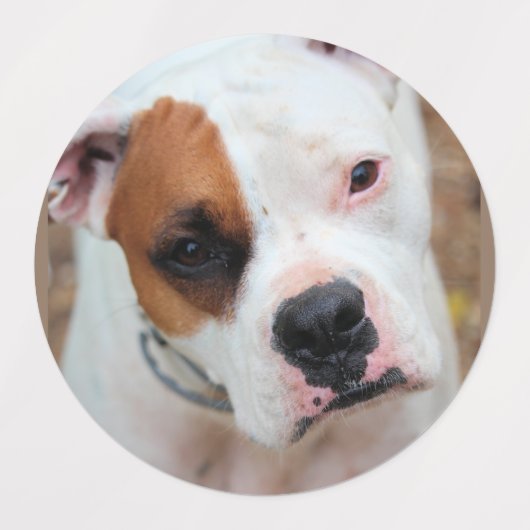 Boxer Labels (Design 2)