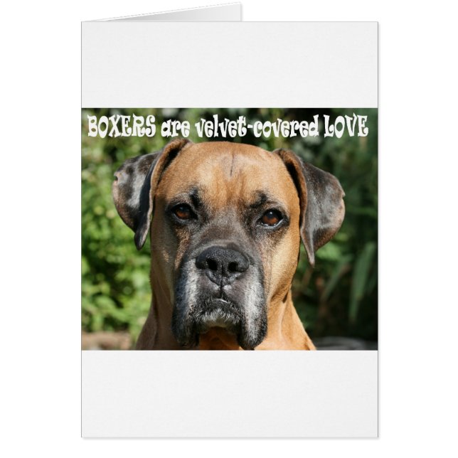 Boxer : L'amour recouvert de velours (Devant)