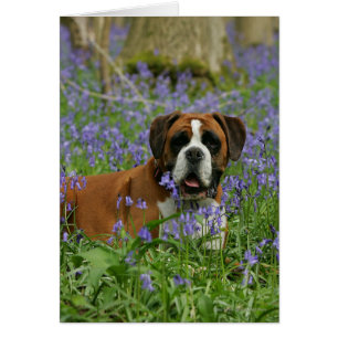 Boxer Laying in Bluebells