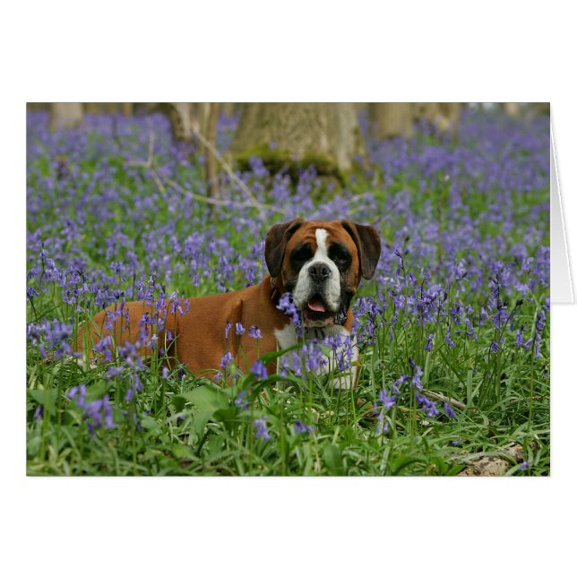 Boxer Laying in Bluebells (Devant horizontal)