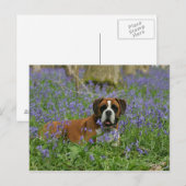 Boxer Laying in Bluebells Briefkaart (Voorkant / Achterkant)