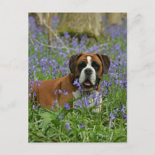 Boxer Laying in Bluebells Briefkaart (Voorkant)