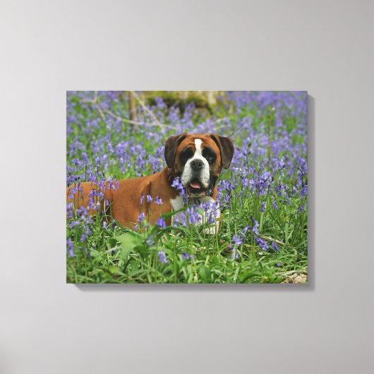 Boxer Laying in Bluebells Canvas Afdruk (Voorkant)