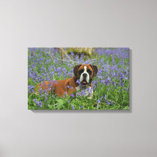 Boxer Laying in Bluebells Canvas Afdruk