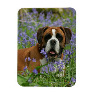 Boxer Laying in Bluebells Magneet