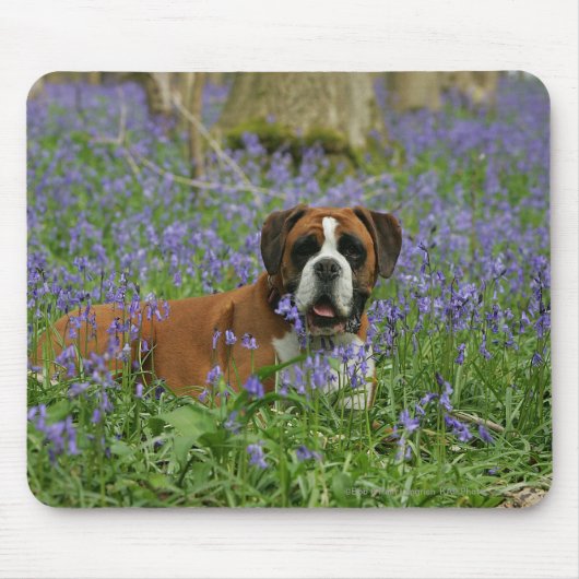 Boxer Laying in Bluebells Muismat (Voorkant)