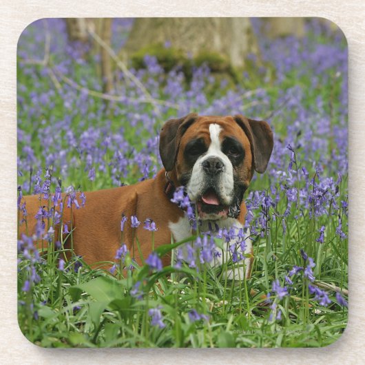 Boxer Laying in Bluebells Onderzetter (Voorkant)