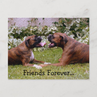 Boxer Post Card Briefkaart