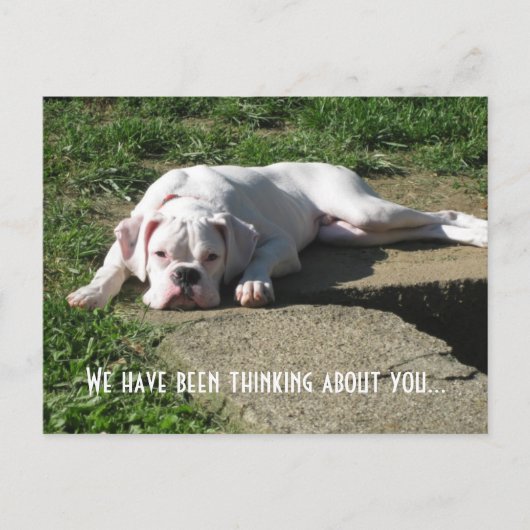 Boxer Post Card Briefkaart (Voorkant)