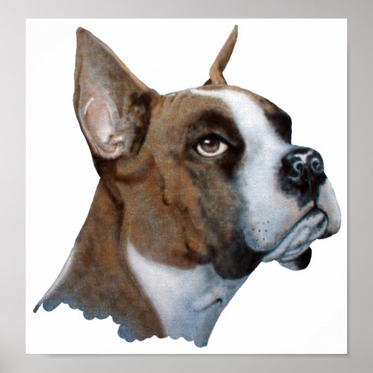 Boxer Poster (Voorkant)