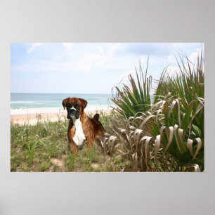 Boxer Poster dat zich in het beekgras schuilt