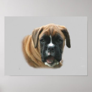 Boxer-Poster Poster