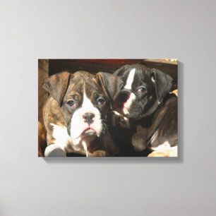 Boxer puppies canvas print