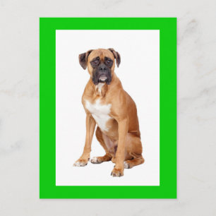 Boxer Puppies Hond Blank Wenskaart Briefkaart