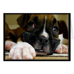 Boxer Puppy Briefkaart