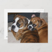 Boxer Puppy Briefkaart (Voorkant / Achterkant)