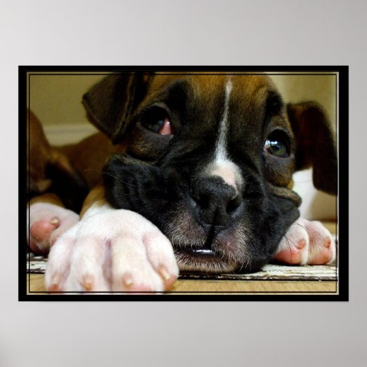 Boxer Puppy canvas afdrukken Poster (Voorkant)