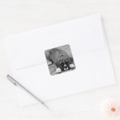 Boxer Puppy Dog Black en White Sticker / Seal (Envelop)