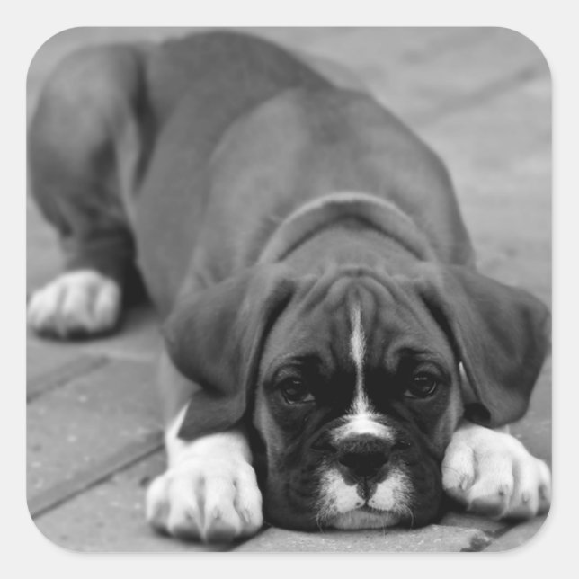 Boxer Puppy Dog Black en White Sticker / Seal (Voorkant)