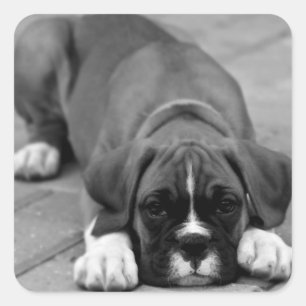 Boxer Puppy Dog Zwart-wit Sticker / Seal