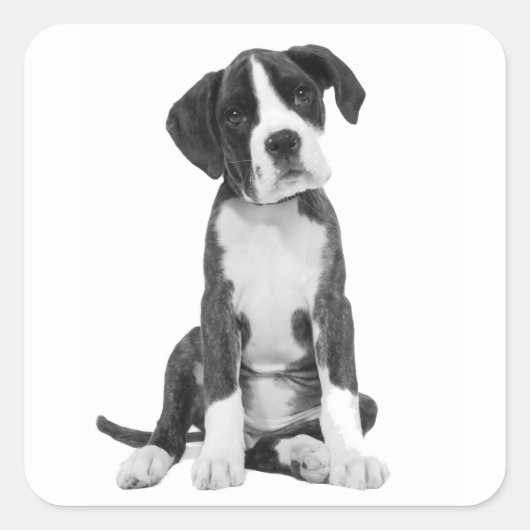 Boxer Puppy Hondengroet Sticker (Voorkant)