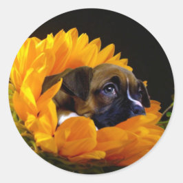 Boxer puppy in Zonnebloem stickers